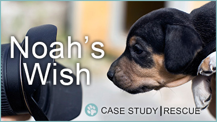 Case Study: Noah's Wish