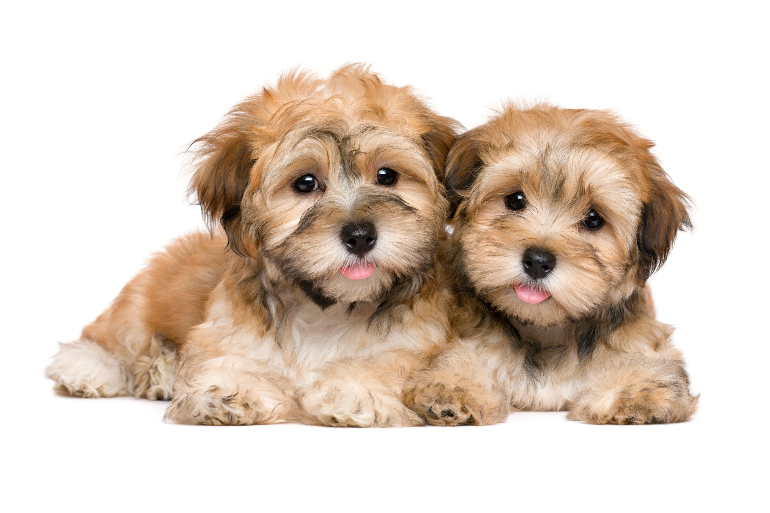 2 cute puppies