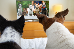 dogs-watch-tv