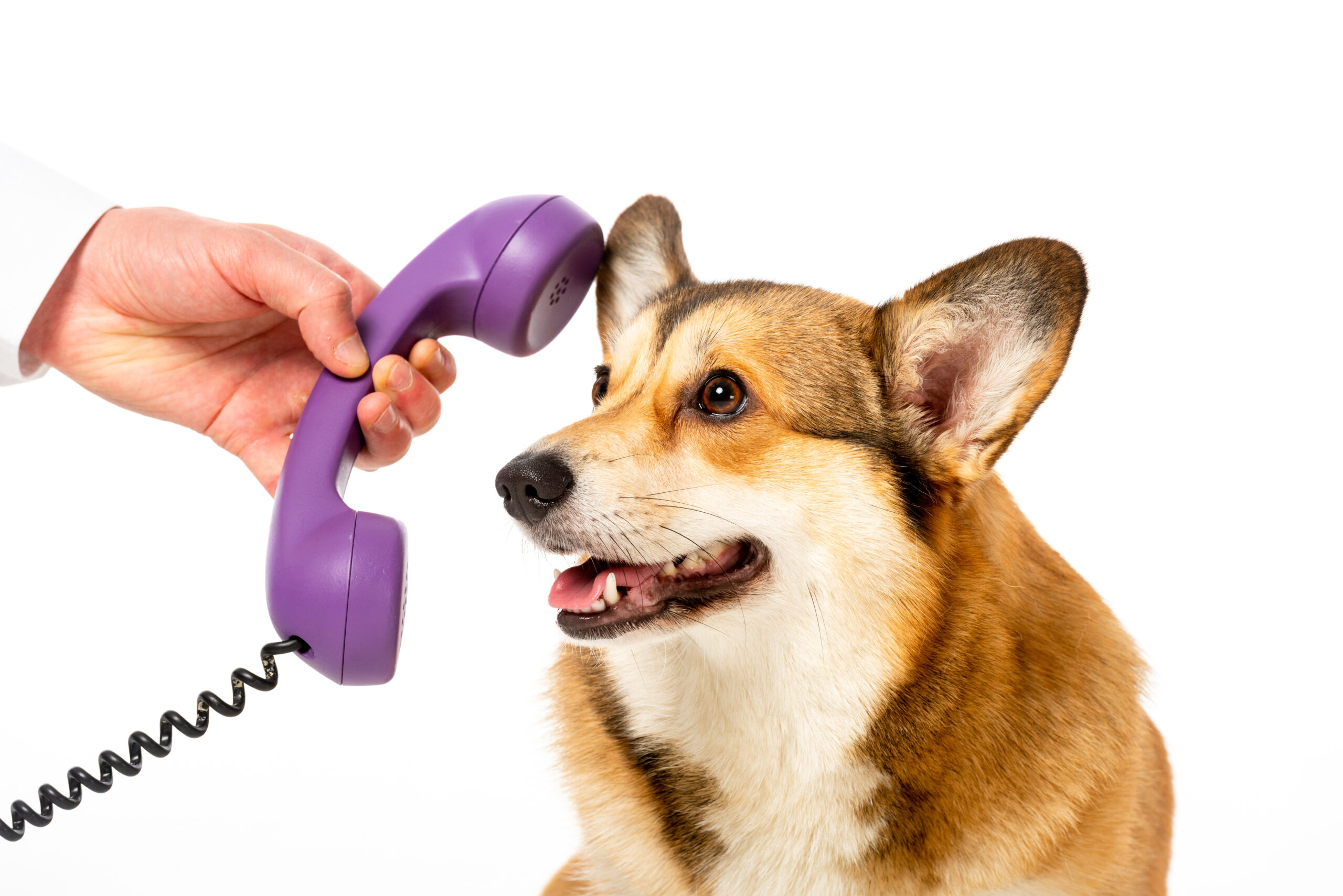 Dog on telephone